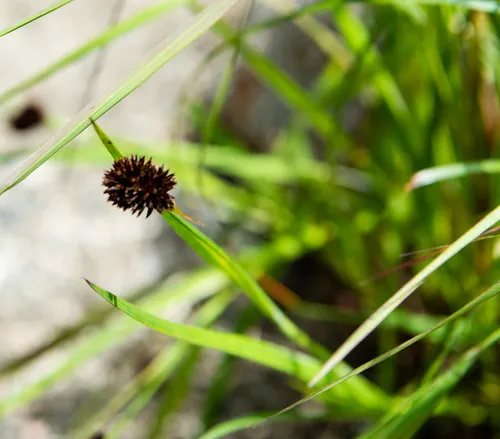 black alpine sedge