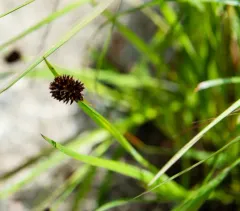black alpine sedge thumbnail 1