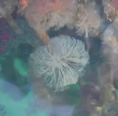 Split-branch Feather Duster Worm thumbnail 3