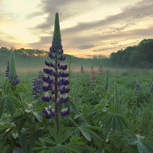 Large-leaved lupine