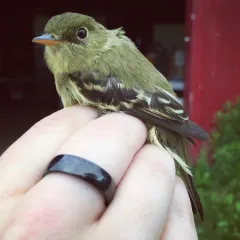 Yellow-bellied Flycatcher thumbnail 1