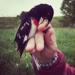 Rose-breasted Grosbeak thumbnail 4