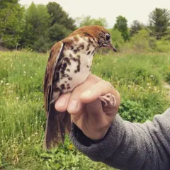 Wood Thrush thumbnail 3