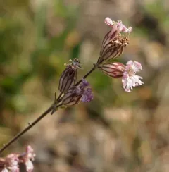 Parry's Campion thumbnail 3