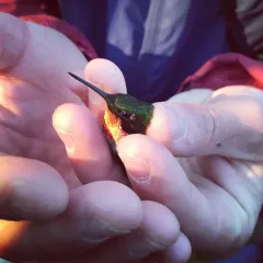 Ruby-throated Hummingbird thumbnail 4