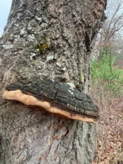 Phellinus everhartii thumbnail 4