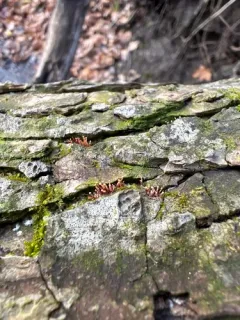 Nectria pseudotrichia thumbnail 4