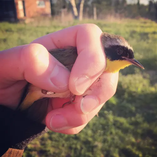 Common Yellowthroat