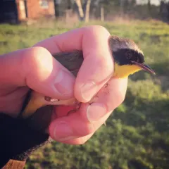 Common Yellowthroat thumbnail 1
