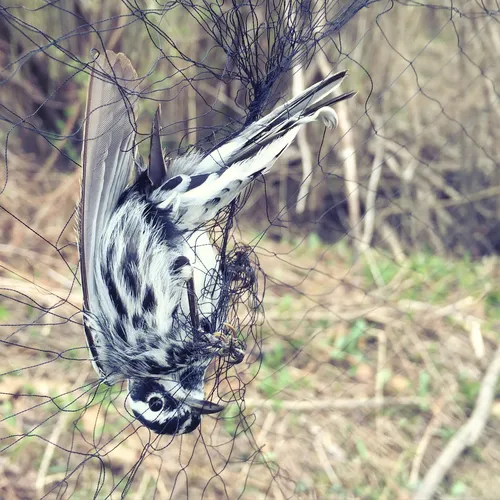 Black-and-white Warbler