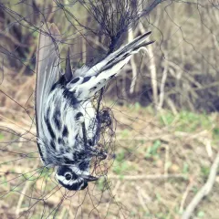 Black-and-white Warbler thumbnail 1