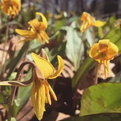 yellow trout lily thumbnail 3