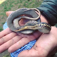 Common Garter Snake thumbnail 4
