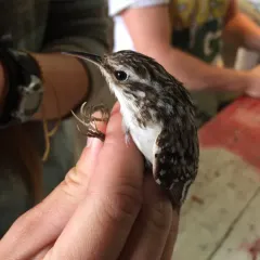 Brown Creeper thumbnail 2