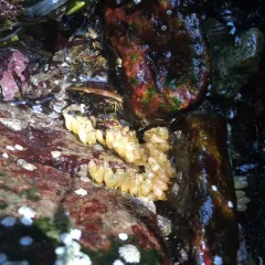 Atlantic Dogwhelk thumbnail 4