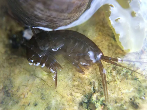 Tide-pool Scud