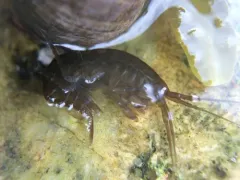 Tide-pool Scud thumbnail 1