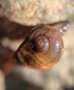 Eastern Glass-snail thumbnail 4