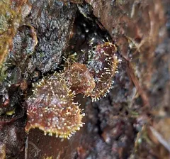 Gliocladium polyporicola thumbnail 1