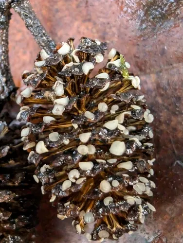 Mollisia amenticola