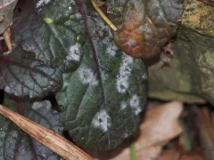Podosphaera elsholtziae thumbnail 3