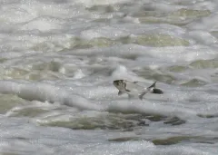 Silver Carp thumbnail 4