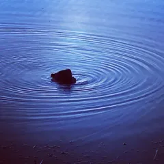 American Beaver thumbnail 2