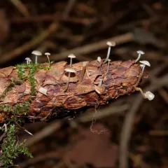 Sprucecone cap thumbnail 4
