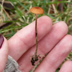 Hairy Long Stem Marasmius thumbnail 3