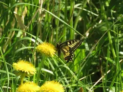 Old World Swallowtail thumbnail 3