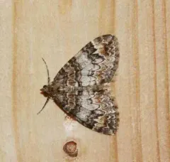 Marbled Carpet Moth thumbnail 2
