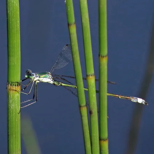 Elegant Spreadwing