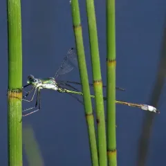 Elegant Spreadwing thumbnail 1