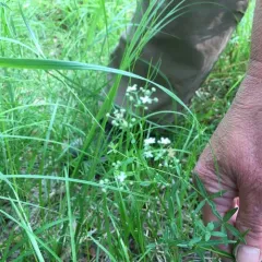 Northern Bedstraw thumbnail 4