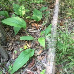 Tall Bluebell thumbnail 2