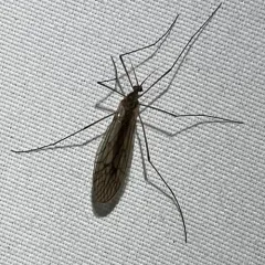 Trichocera bimacula thumbnail 4
