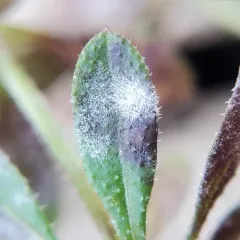 Golovinomyces galiorum thumbnail 3