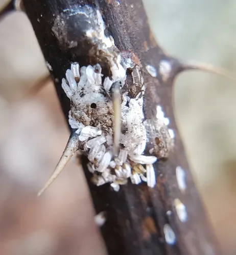Rose Scale