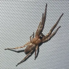 garden ghost spider thumbnail 4