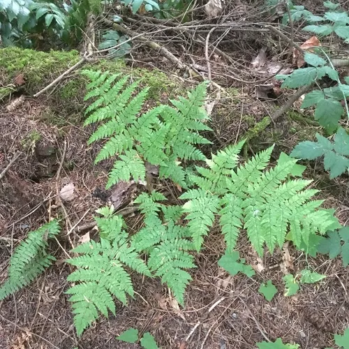 spreading wood fern