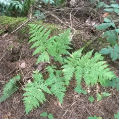 spreading wood fern thumbnail 1