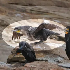 Great Cormorant thumbnail 3