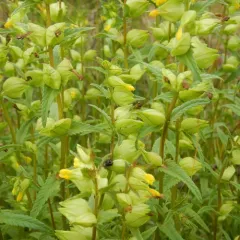 Little Yellow Rattle thumbnail 1