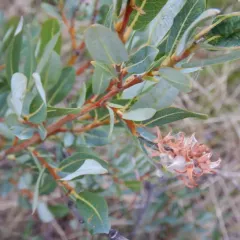 bog willow thumbnail 3
