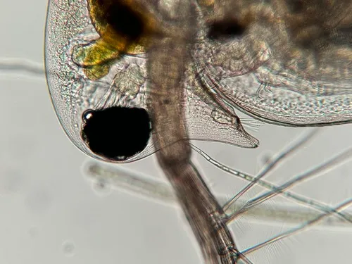 Daphnia dentifera