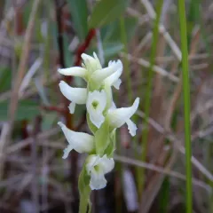 Hooded Ladies' Tresses thumbnail 2