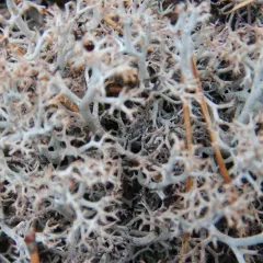 Black-footed Reindeer Lichen thumbnail 2