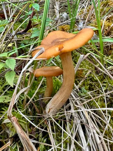 Marsh Honey Fungus