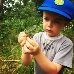 Common Green Darner thumbnail 4
