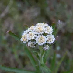 Siberian Yarrow thumbnail 2